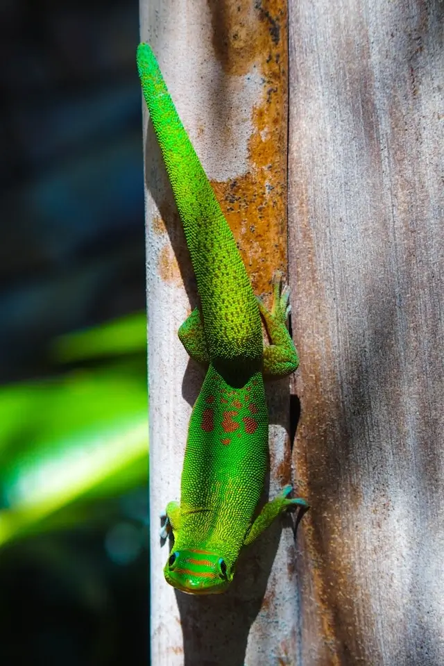 Gecko à La Réunion